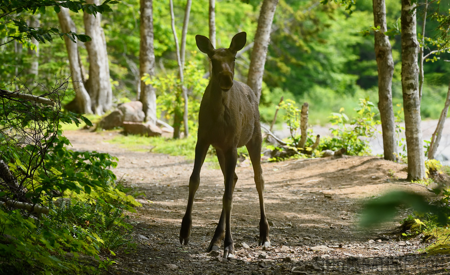 Alces alces americana [240 mm, 1/1250 sec at f / 7.1, ISO 2000]